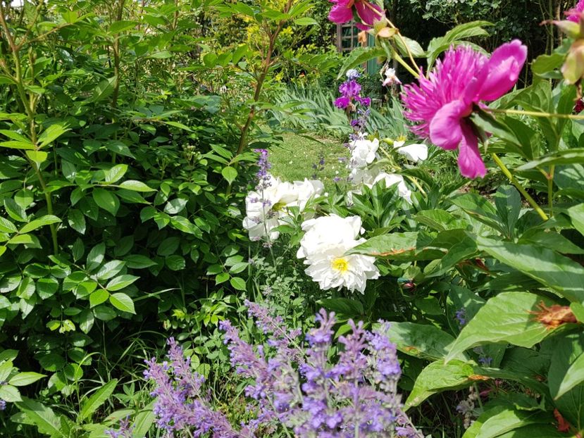  - 2020_Roze Idilic Garden