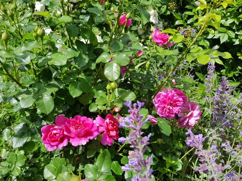  - 2020_Roze Idilic Garden