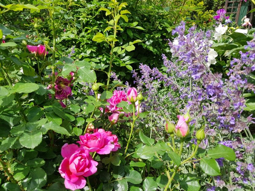  - 2020_Roze Idilic Garden