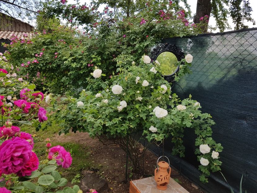  - 2020_Roze Idilic Garden