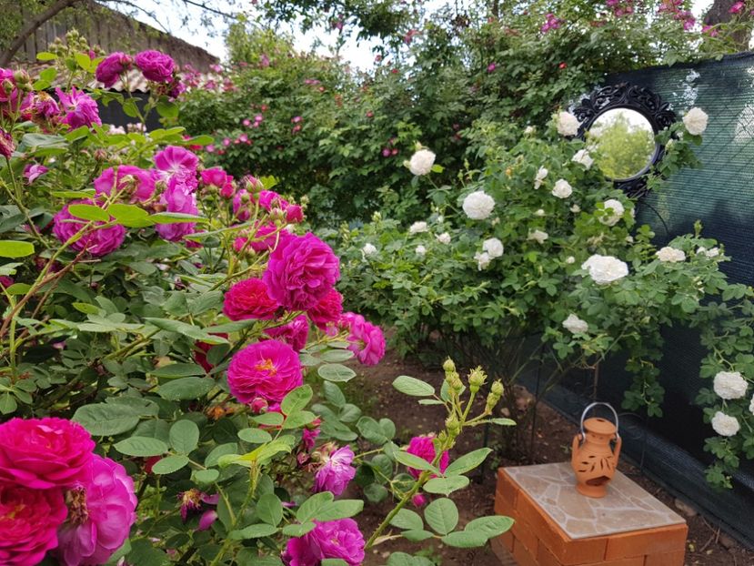  - 2020_Roze Idilic Garden