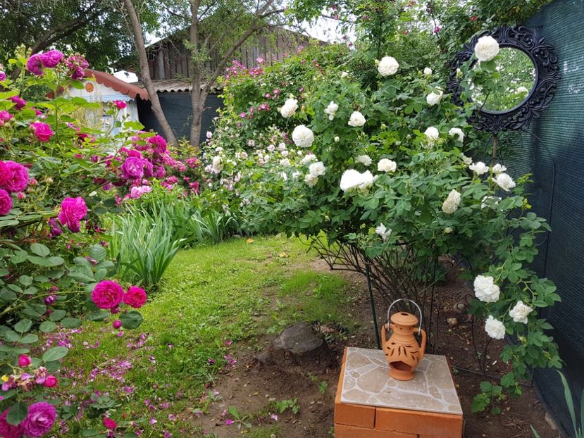  - 2020_Roze Idilic Garden