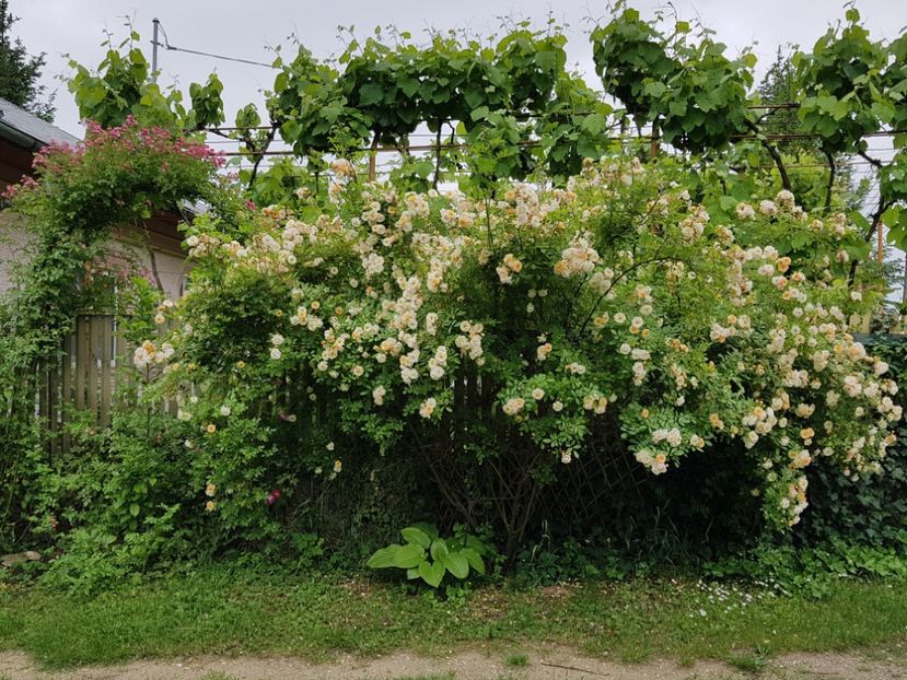  - 2020 Aprilie Gradina Rozelor