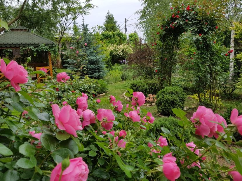  - 2020 Aprilie Gradina Rozelor