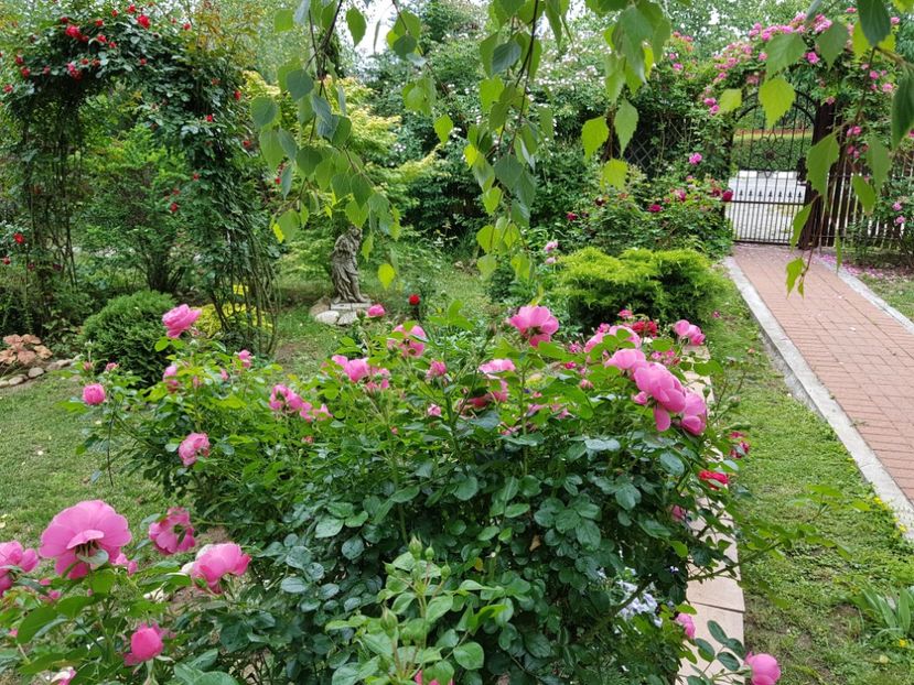  - 2020 Aprilie Gradina Rozelor