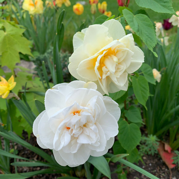  - Jurnalul gradinii 2020