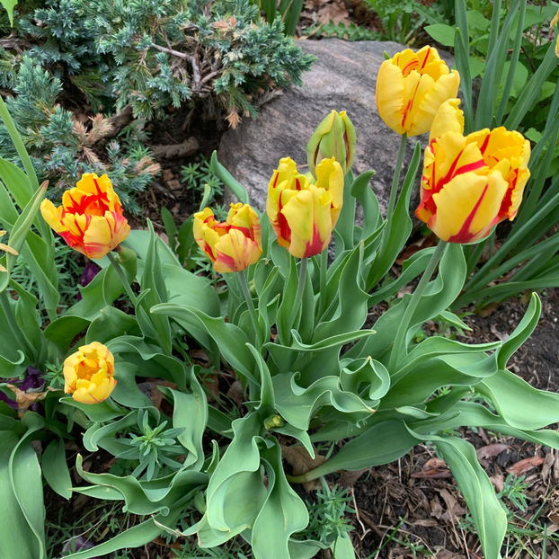  - Jurnalul gradinii 2020