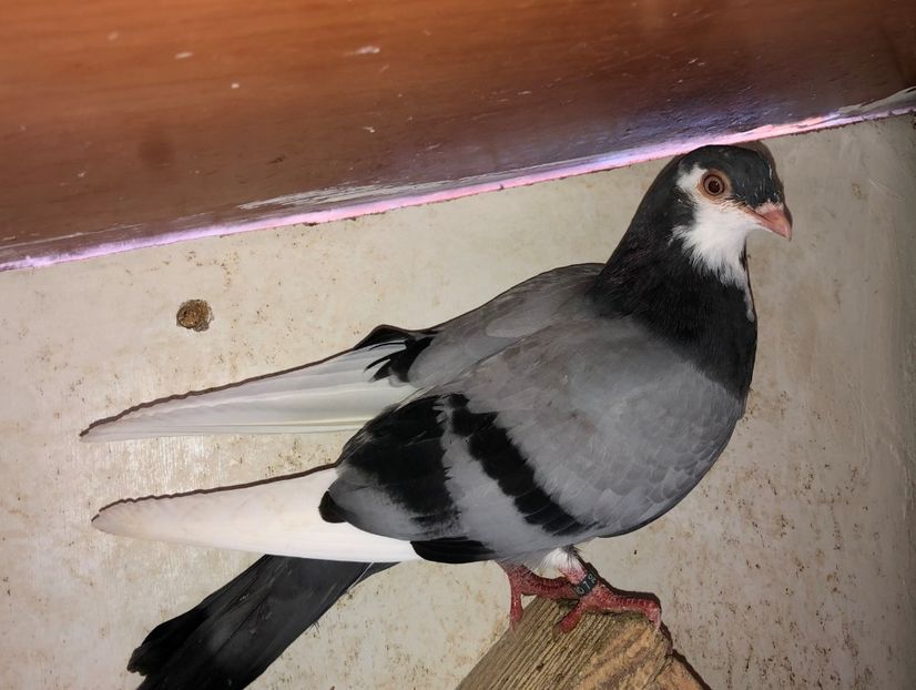 8536  mascul  2020 - Plecați ALBUM 2