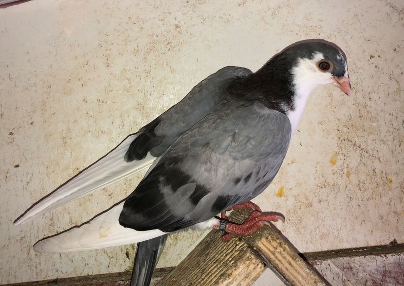 8577  femelă  2020 - Plecați ALBUM 2