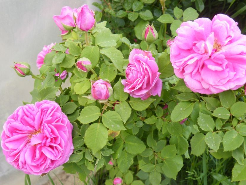 madame pereire - 2020