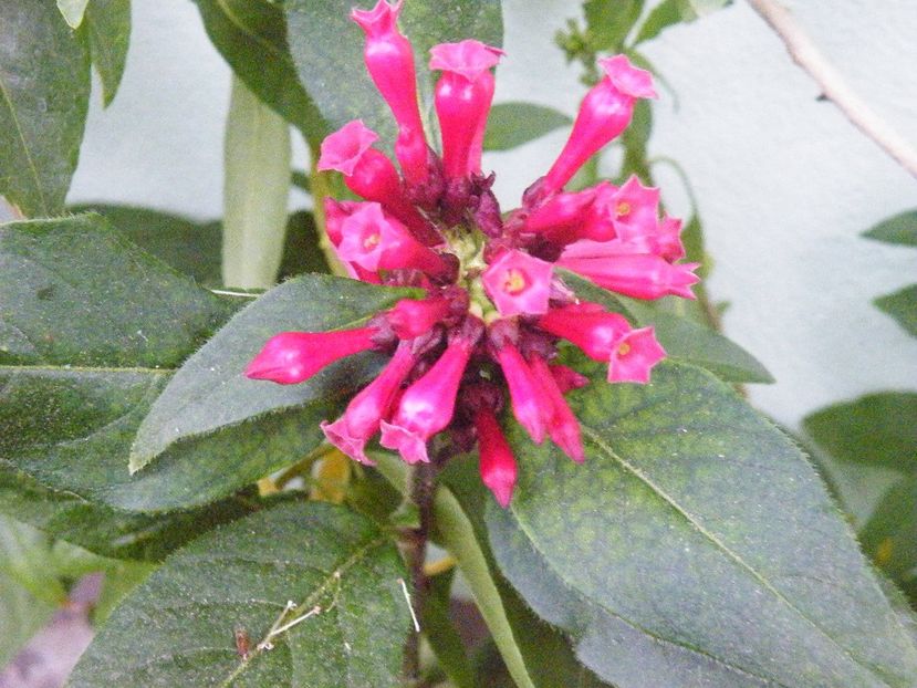 cestrum newelii - 2020