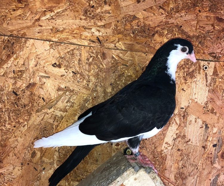 8553  mascul  2020 - Plecați ALBUM 2