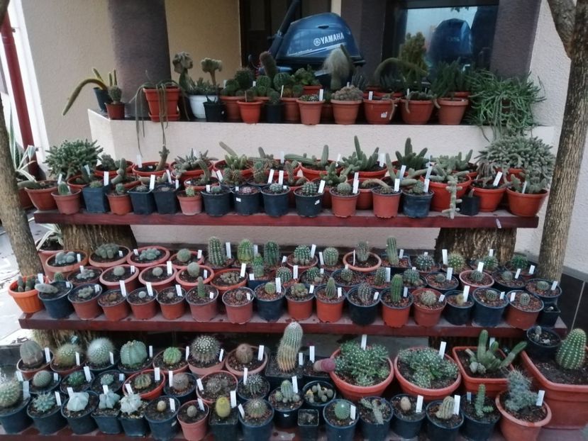  - Cactuși 2020