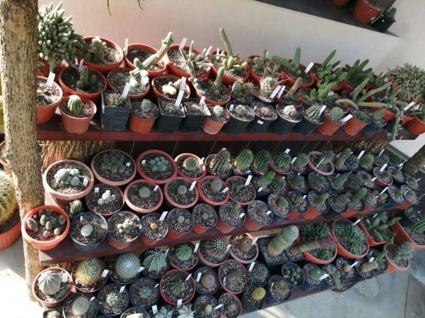  - Cactuși 2020