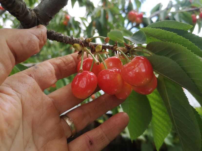 Boambe de Cotnari - arbori fructiferi 2020