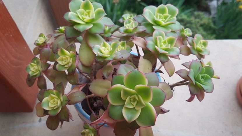 Aeonium Kiwi - Aeonium