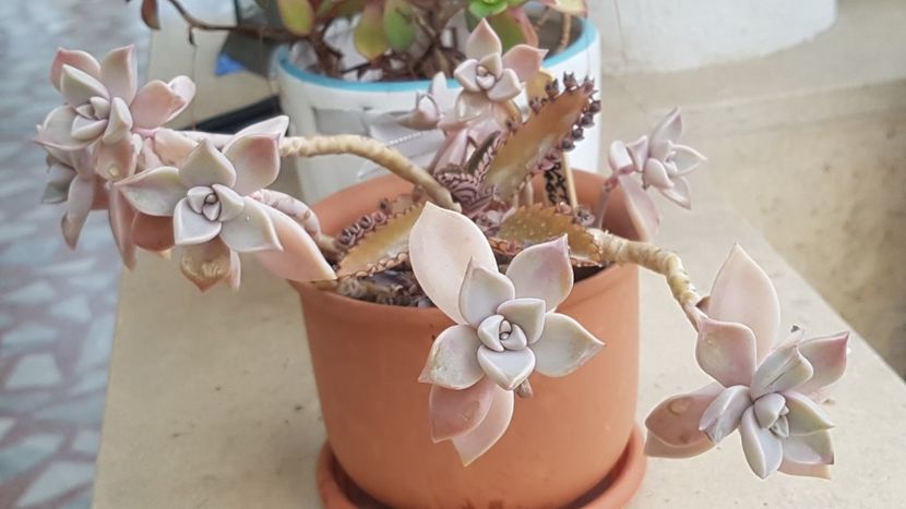 G. paraguayense-deocamdata cam flocait si etiolat - Graptopetalum