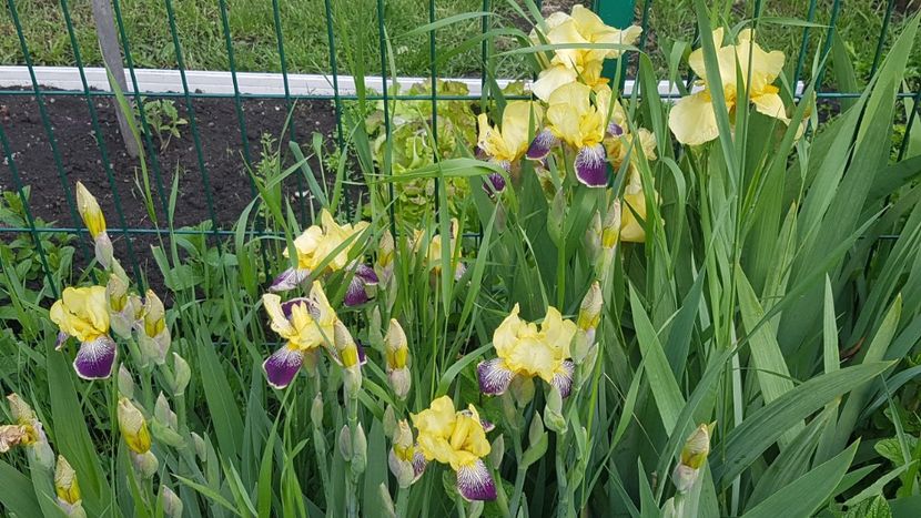 N3 - Mai 2020