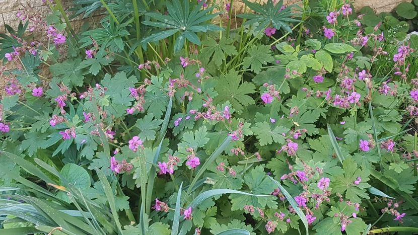 Geranium - Mai 2020