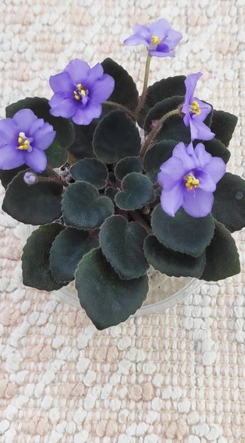 25 mai - ZZ Rob s Blue Socks