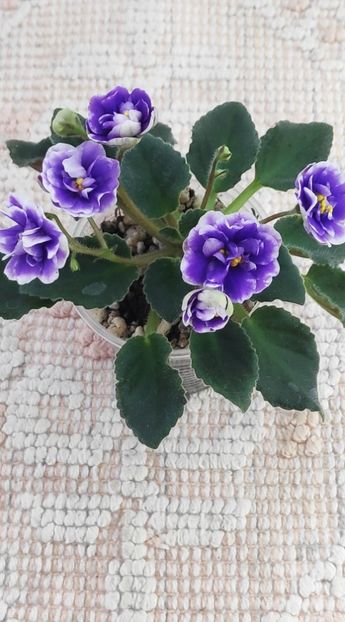 25 mai - ZZ Rob s Cotton Ball