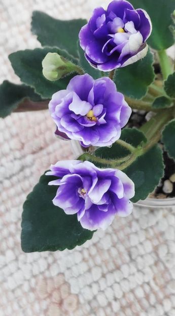 25 mai - ZZ Rob s Cotton Ball