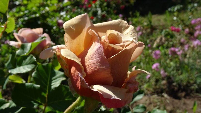  - Mokarosa Rose -