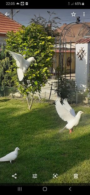 IMG-20200525-WA0010 - Porumbei la grămadă în 2020