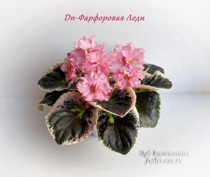 poza net - DN Porcelain Lady