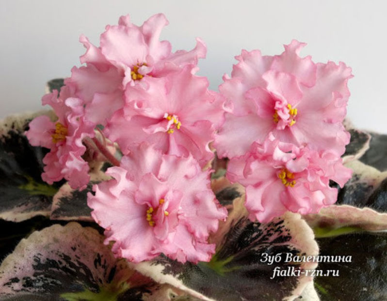 poza net - DN Porcelain Lady