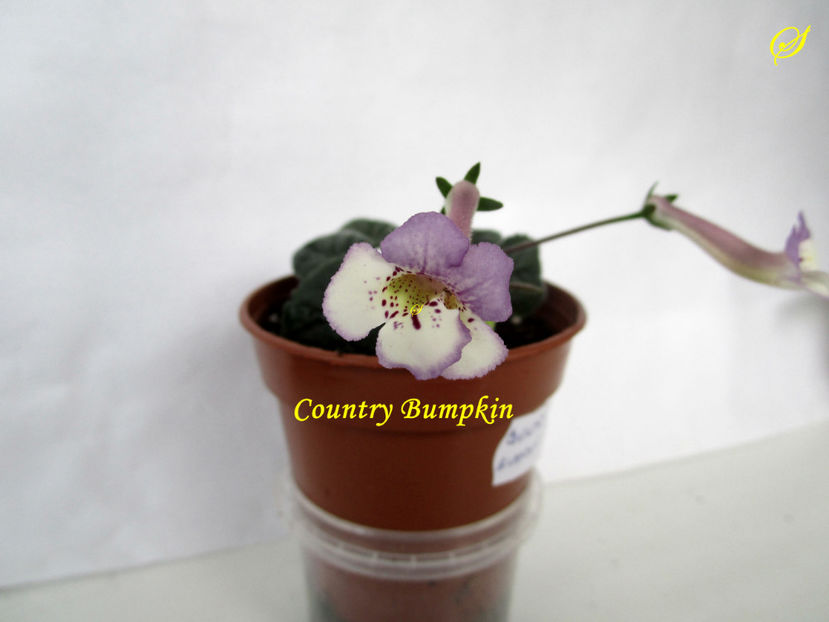 Country Bumpkin(26-05-2020) - Sinningii 2020