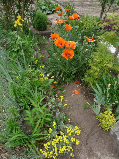  - 2020 - 01 - Primavara