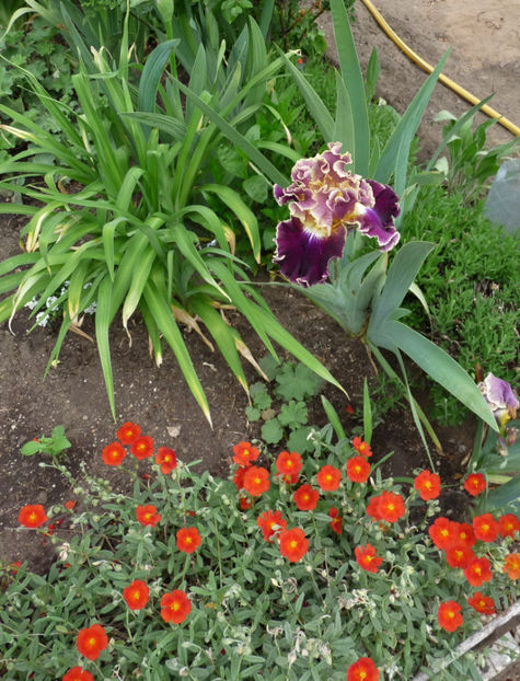  - 2020 - 01 - Primavara