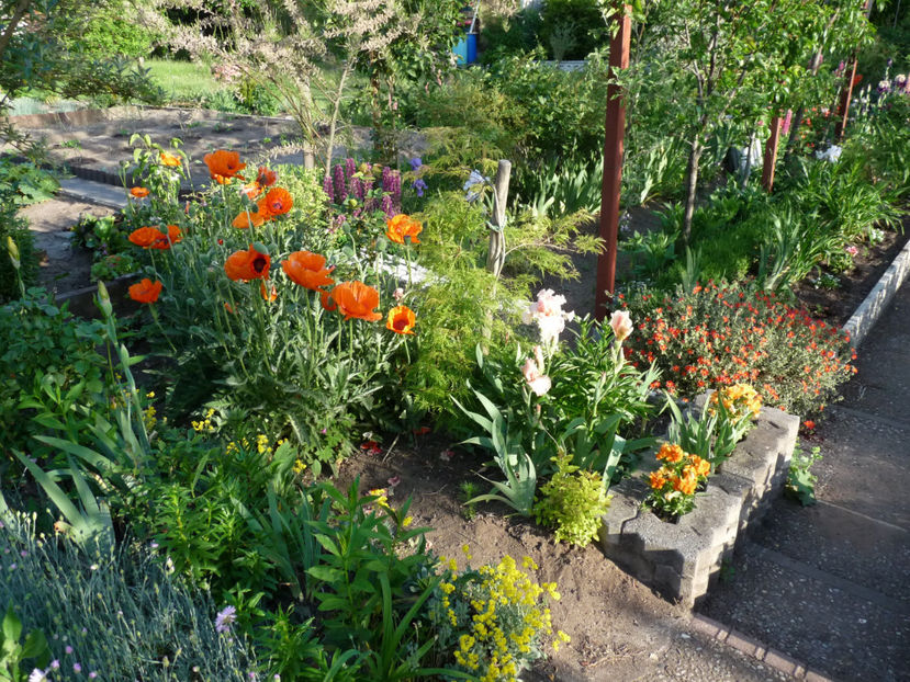  - 2020 - 01 - Primavara