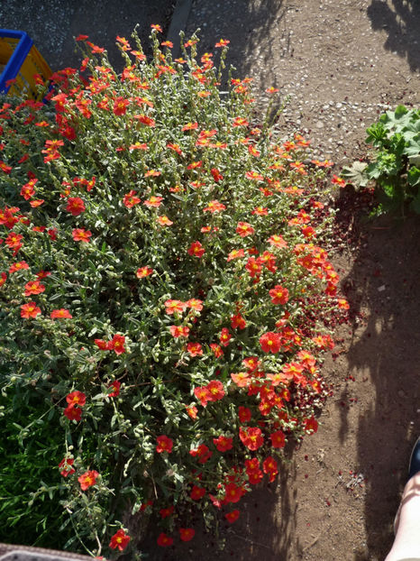  - 2020 - 01 - Primavara