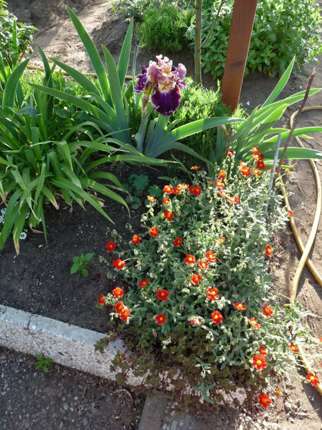  - 2020 - 01 - Primavara