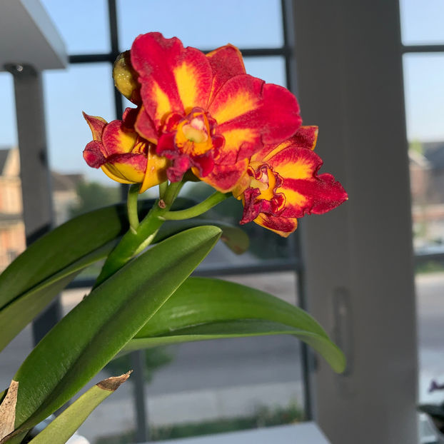  - Plante de interior 2020