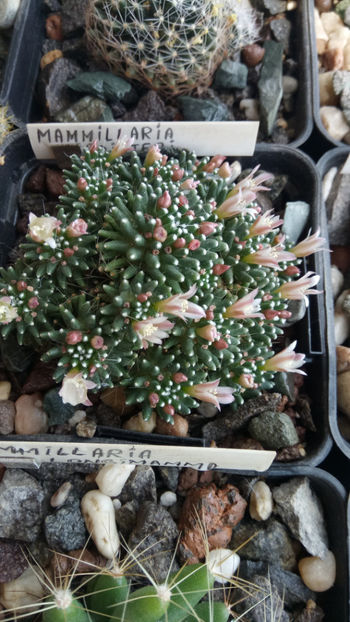 26.05.2020 - Mammillaria painteri