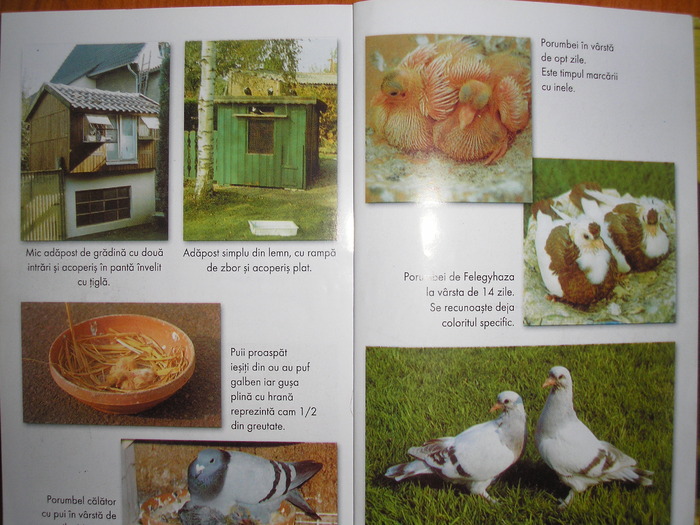 Cresterea porumbeilor - J-carti porumbei si poze