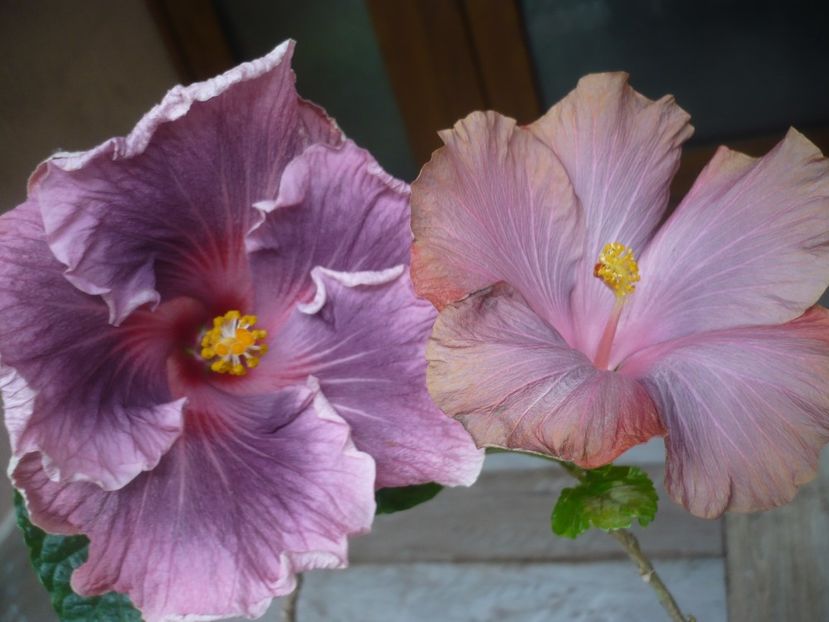 P1440242 - HIBISCUSI 2020-1