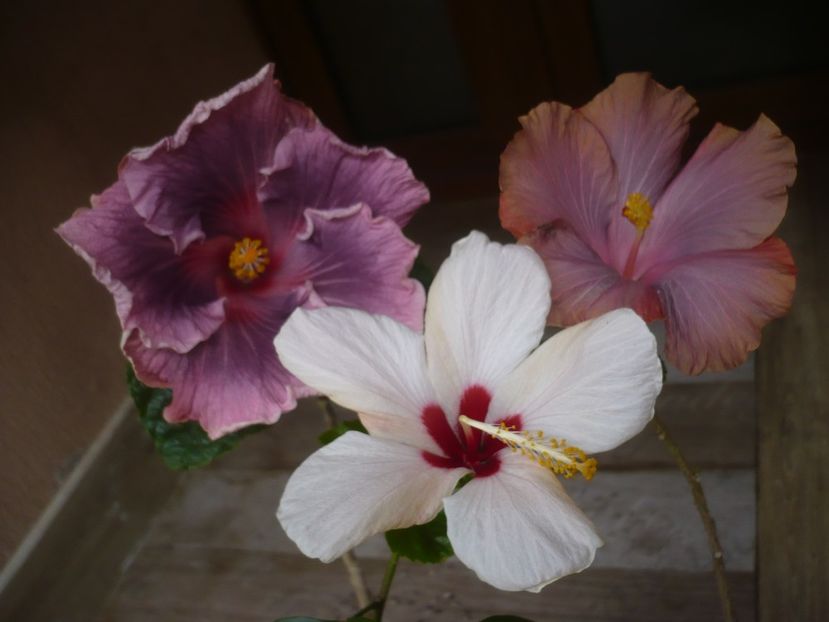 P1440243 - HIBISCUSI 2020-1