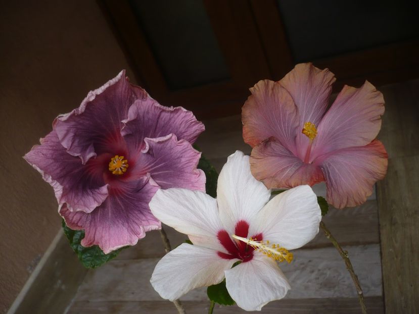 P1440244 - HIBISCUSI 2020-1