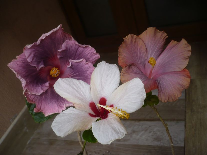 P1440245 - HIBISCUSI 2020-1