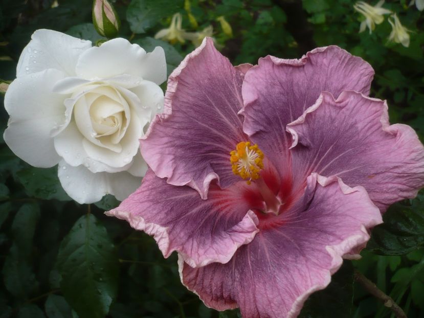 P1440247 - HIBISCUSI 2020-1