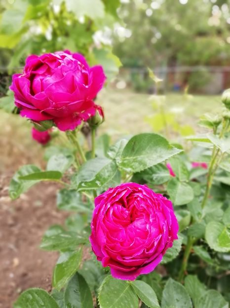 2020 - 26.05 - Ascot