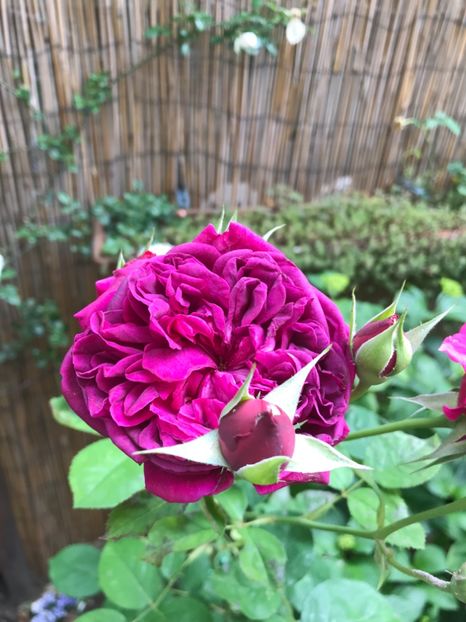  - William Shakespeare 2000