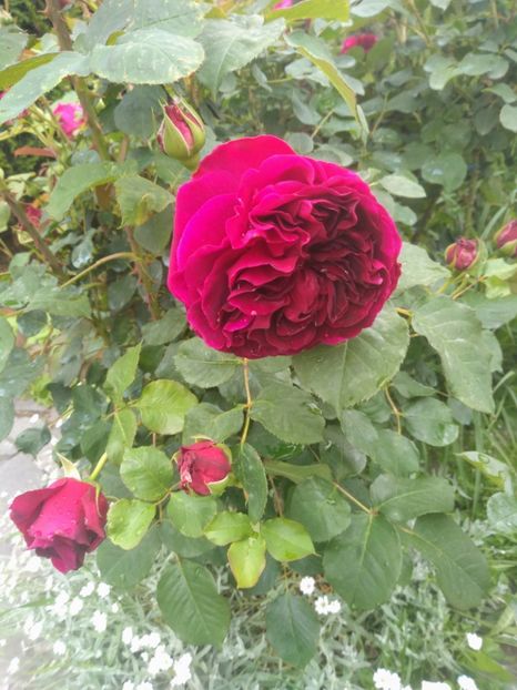 munstead wood - Trandafiri 2020