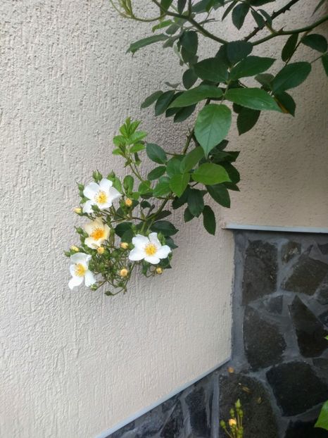 bobbie james - Trandafiri 2020