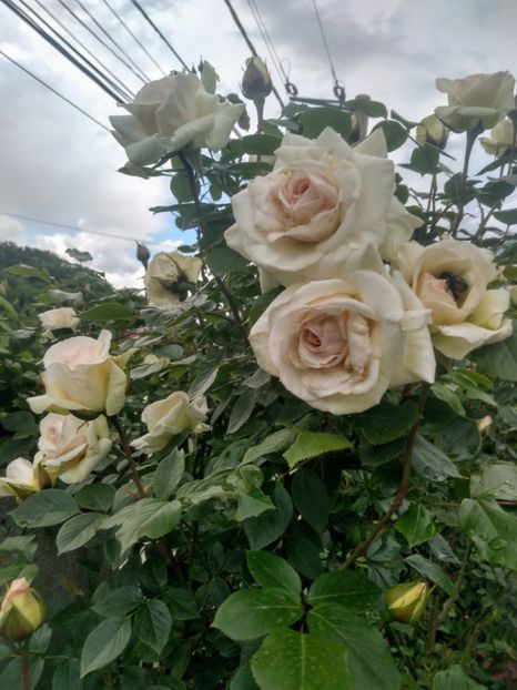 swan lake - Trandafiri 2020