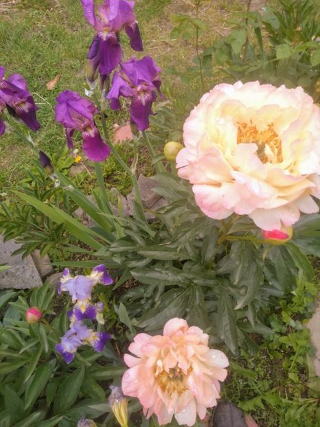  - Gradina mai 2020